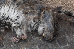 Rattus norvegicus