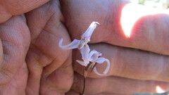 Disa biflora
