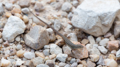 Psammodromus algirus