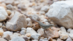 Psammodromus algirus