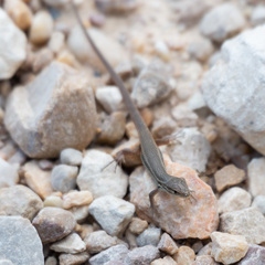 Psammodromus algirus