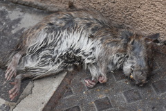 Rattus norvegicus
