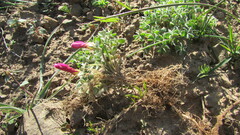 Oxalis heterophylla