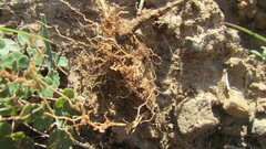 Oxalis heterophylla