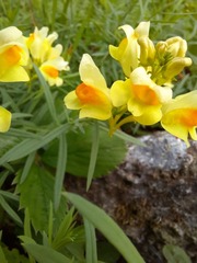 Linaria vulgaris