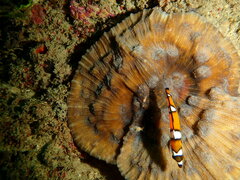 Mycedium elephantotus