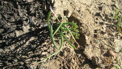 Bulbine