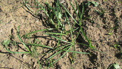 Drimia elata