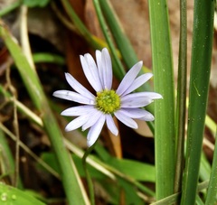 Brachyscome multifida