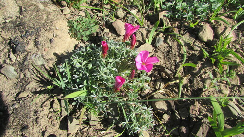 Image of Oxalis heterophylla by (c) James Deacon, some rights reserved (CC BY-SA)
