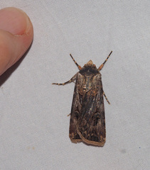 Agrotis