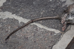 Rattus norvegicus