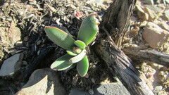 Crassula nudicaulis