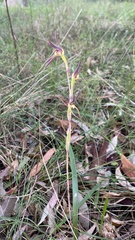Lyperanthus suaveolens