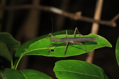 Neohirasea hongkongensis