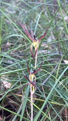 Lyperanthus suaveolens