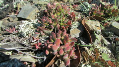 Crassula atropurpurea