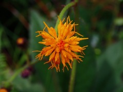 Gynura