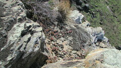 Crassula atropurpurea