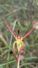 Lyperanthus suaveolens