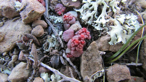 Crassula umbellata