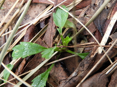 Brachyscome multifida