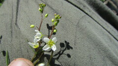 Heliophila diffusa diffusa