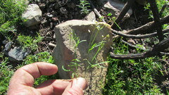 Heliophila diffusa diffusa