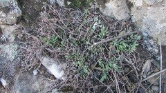 Drosanthemum expersum