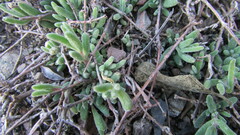 Drosanthemum expersum