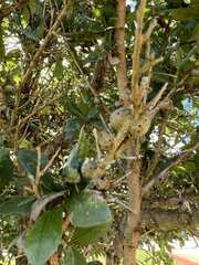 Callirhytis quercusbatatoides