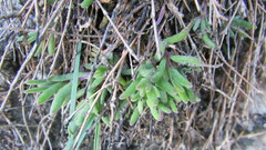 Drosanthemum expersum