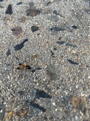 Camponotus consobrinus