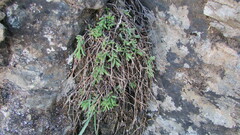 Drosanthemum expersum