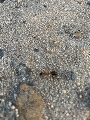 Camponotus consobrinus