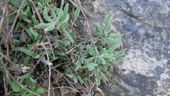 Drosanthemum expersum
