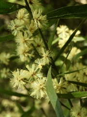 Acacia leprosa
