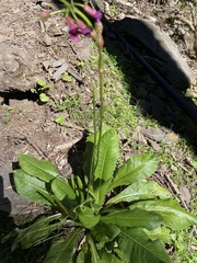 Primula miyabeana