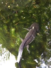 Ambystoma mexicanum