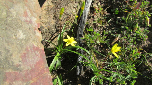 Roggeveld Capestar (Pauridia breviscapa)