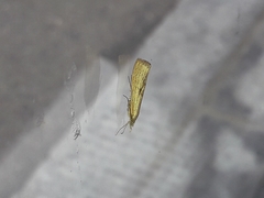 Agriphila inquinatella