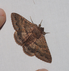 Eudesmeola lawsoni