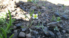 Heliophila diffusa diffusa