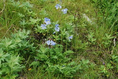 Polemonium acutiflorum