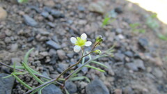 Heliophila diffusa diffusa