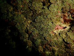 Palythoa heliodiscus