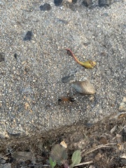 Camponotus consobrinus