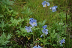 Polemonium acutiflorum