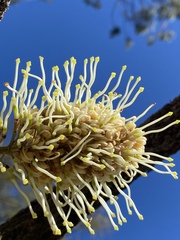 Hakea lorea