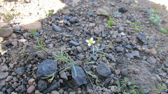 Heliophila diffusa diffusa